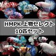 画像1: HMPK  上物（2000円±相当）Mix　10匹セット (1)