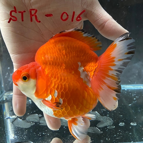 中国産輸入金魚 ショートテール琉金 Str016金魚琉金