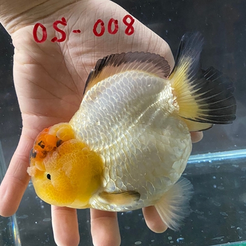 中国産輸入金魚 ショートテールオランダ OS008金魚オランダ獅子頭