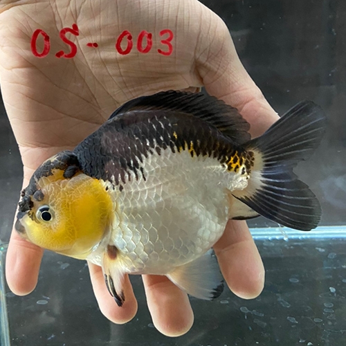 中国産輸入金魚 ショートテールオランダ OS003金魚オランダ獅子頭