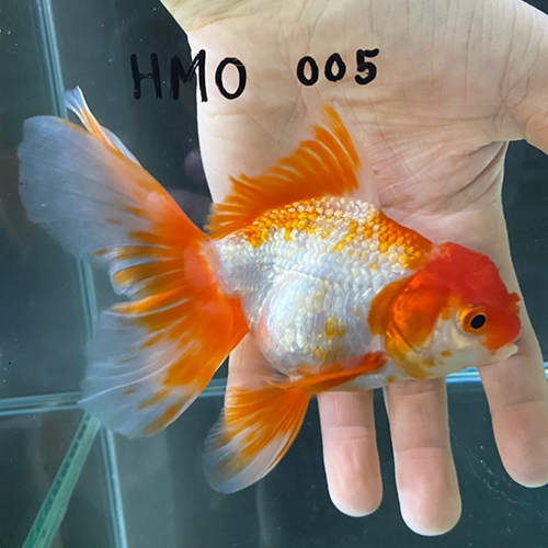 タイ産輸入金魚 ハーフムーンオランダ Hmo005金魚オランダ獅子頭